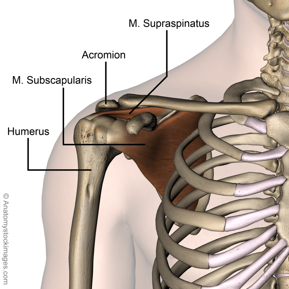 shoulder-musculus-subscapularis-supraspinatus-muscle-acromion-humerus-front-skin-names