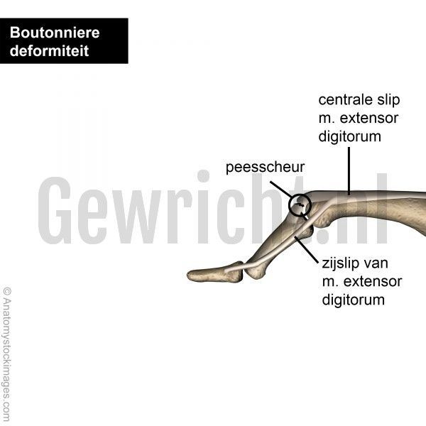 Boutonniere0002