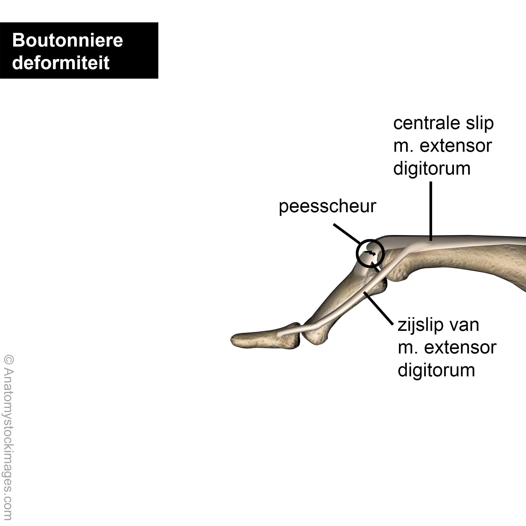 Boutonniere0002