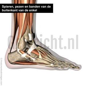 Foot-lateral-bone-muscle-connective