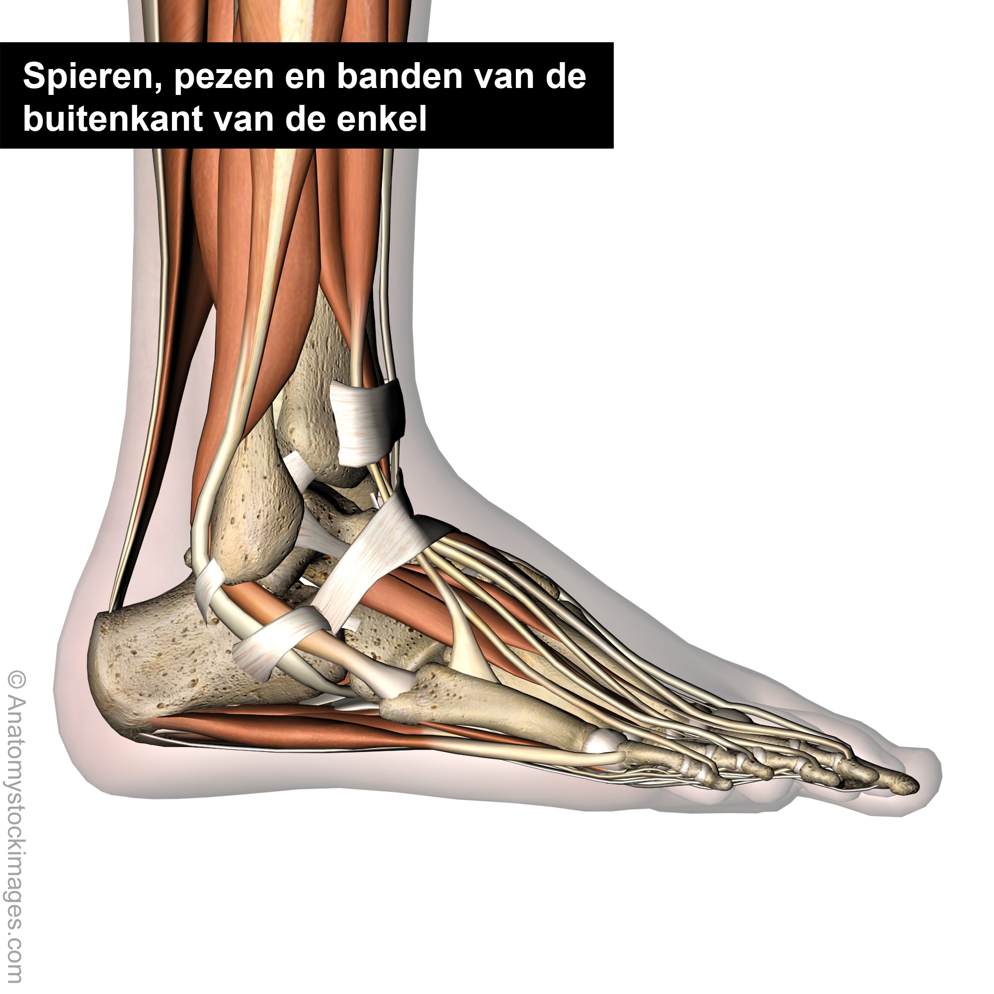 Foot-lateral-bone-muscle-connective