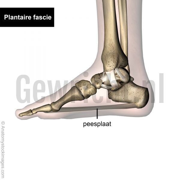 Foot-medial-ligamanets