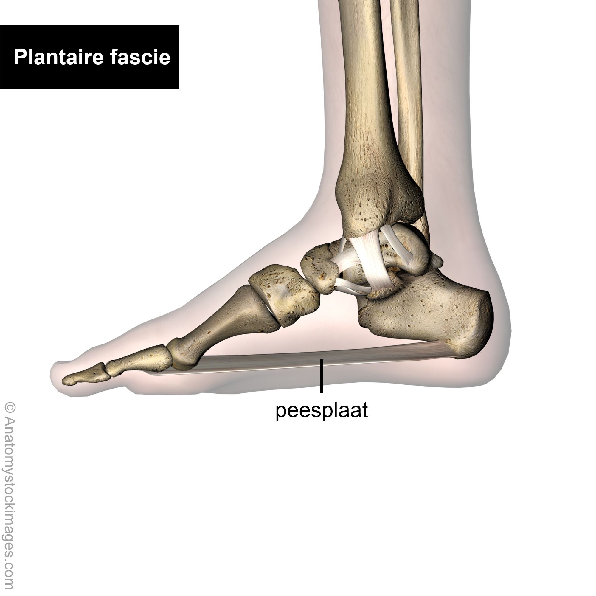 Foot-medial-ligamanets