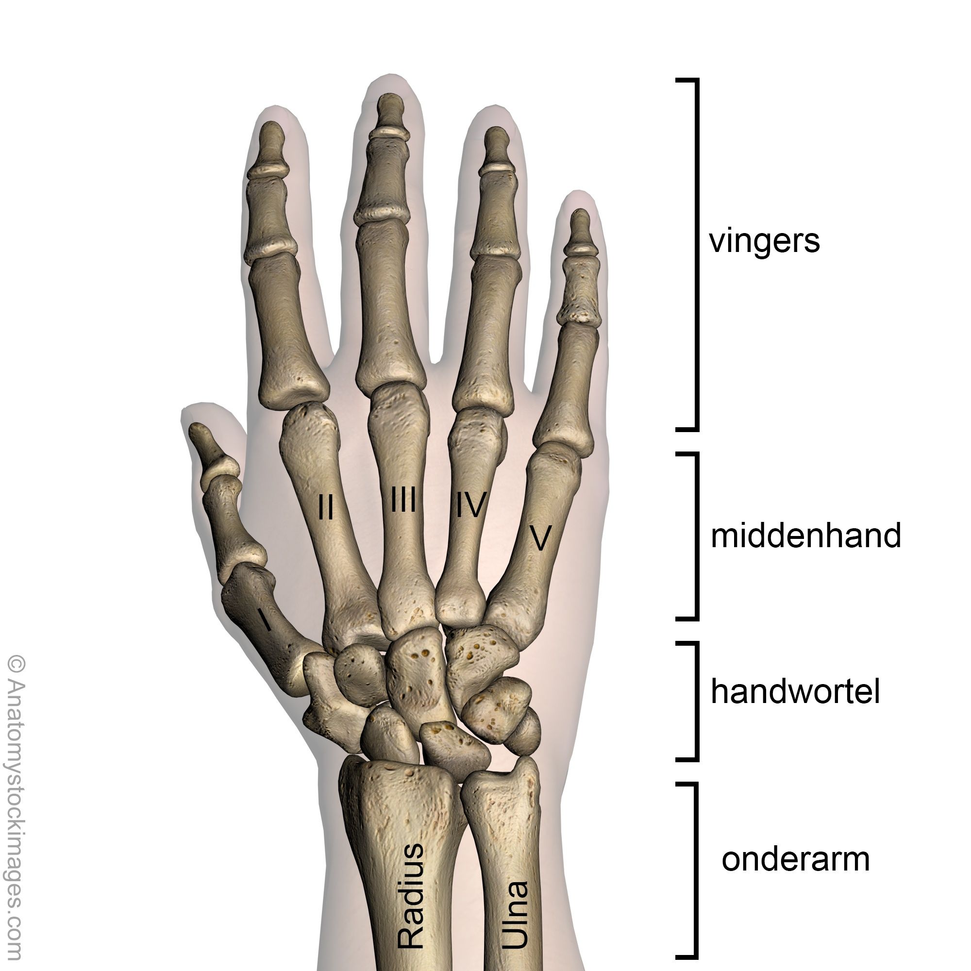 Hand-dorsal-bony-anatomy
