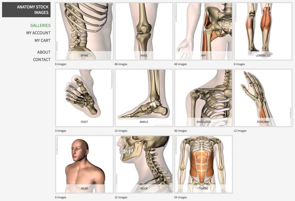 Anatomie afbeeldingen