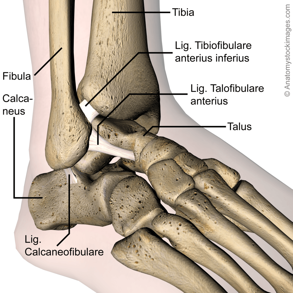 ankle-ligaments-lateral-ligament-ligamentum-tibiofibulare-anterius-inferius-talofibulare-calcaneofibulare-calcaneus-talus-tibia-fibula-side-skin-names
