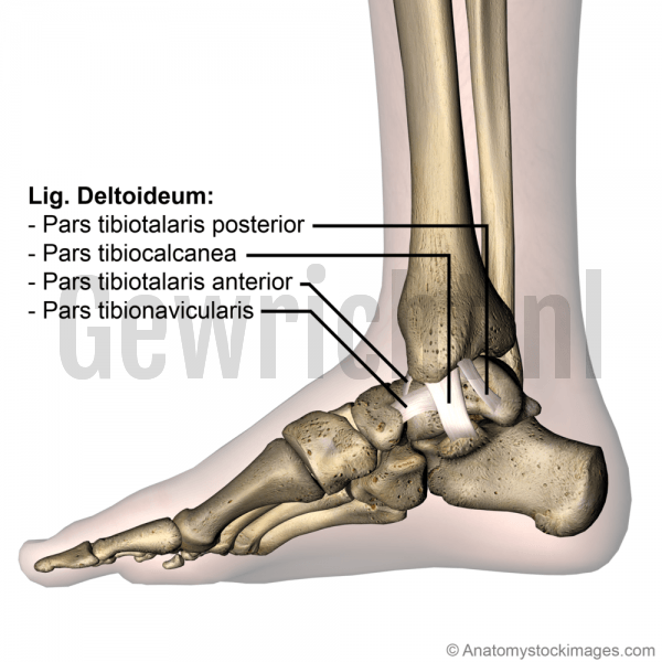 ankle-ligaments-medial-deltoid-ligament-ligamentum-deltoideum-tibiotalaris-anterior-posterior-tibiocalcanea-tibionavicularis-tibiotalar-tibiocalcaneal-tibionavicular-side-skin-names
