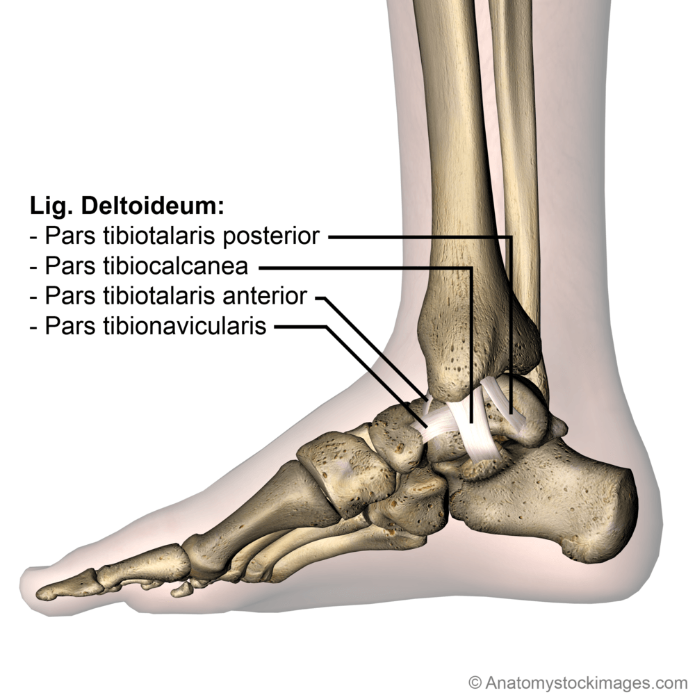 ankle-ligaments-medial-deltoid-ligament-ligamentum-deltoideum-tibiotalaris-anterior-posterior-tibiocalcanea-tibionavicularis-tibiotalar-tibiocalcaneal-tibionavicular-side-skin-names