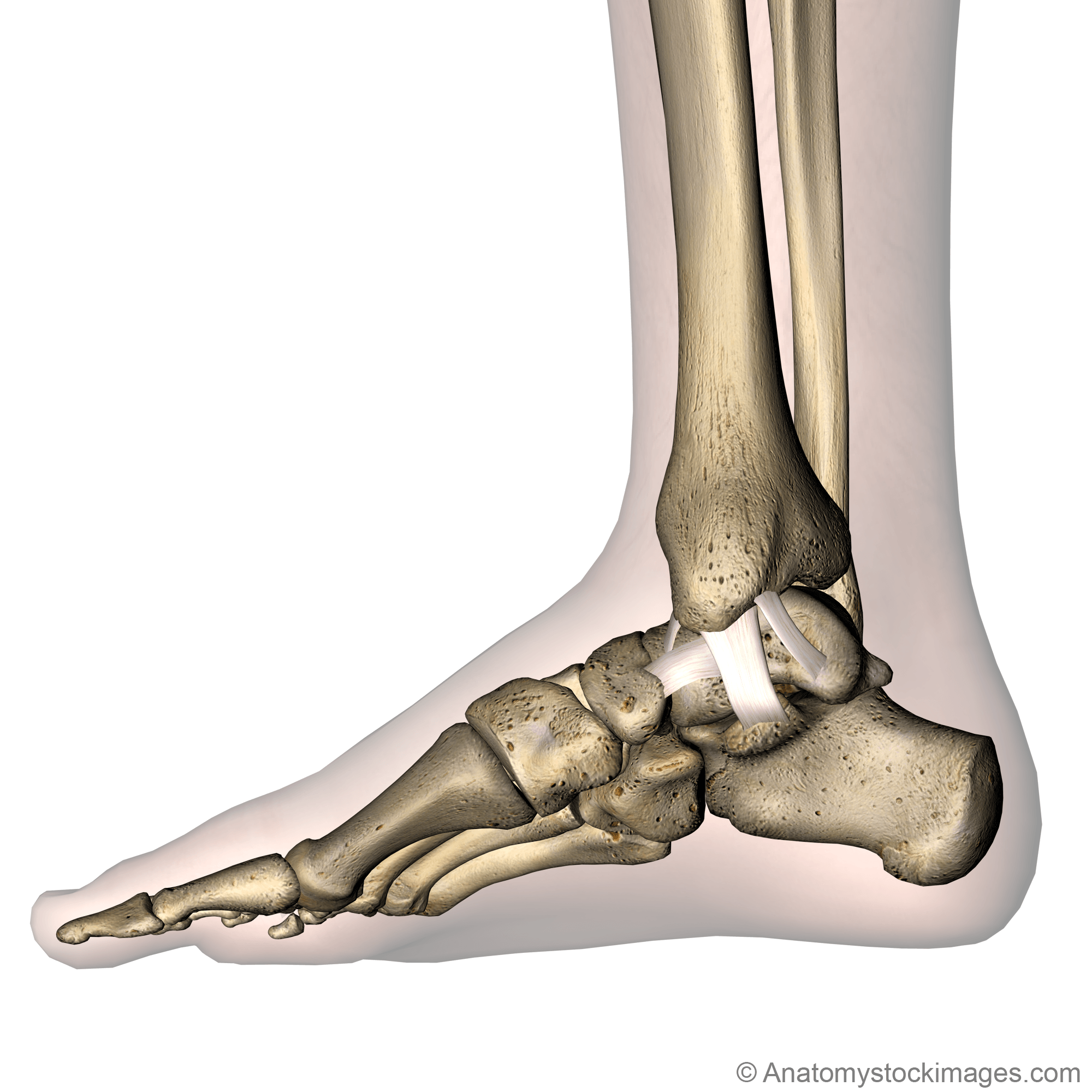 ankle-ligaments-medial-deltoid-ligament-ligamentum-deltoideum-tibiotalaris-anterior-posterior-tibiocalcanea-tibionavicularis-tibiotalar-tibiocalcaneal-tibionavicular-side-skin