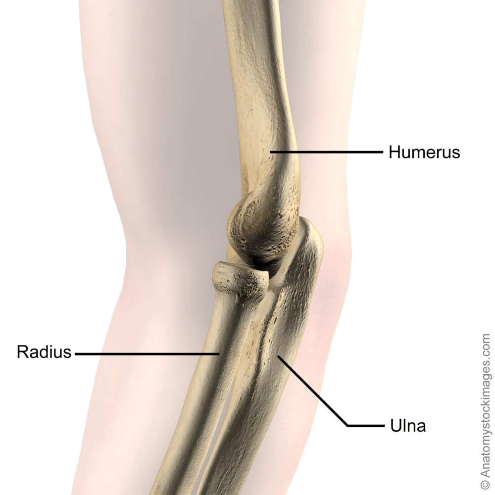 elbow-joint-bones-radius-ulna-humerus-side-skin-names