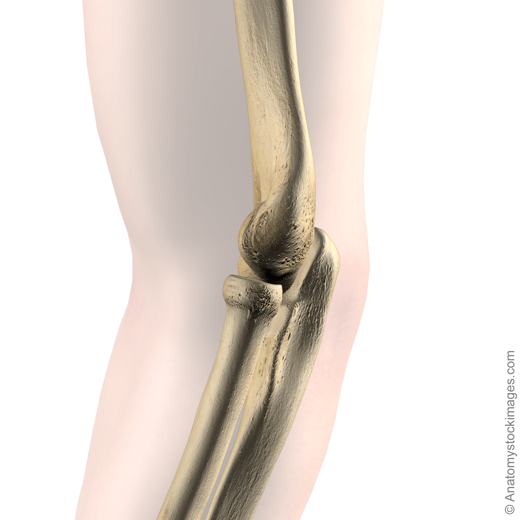 elbow-joint-bones-radius-ulna-humerus-side-skin