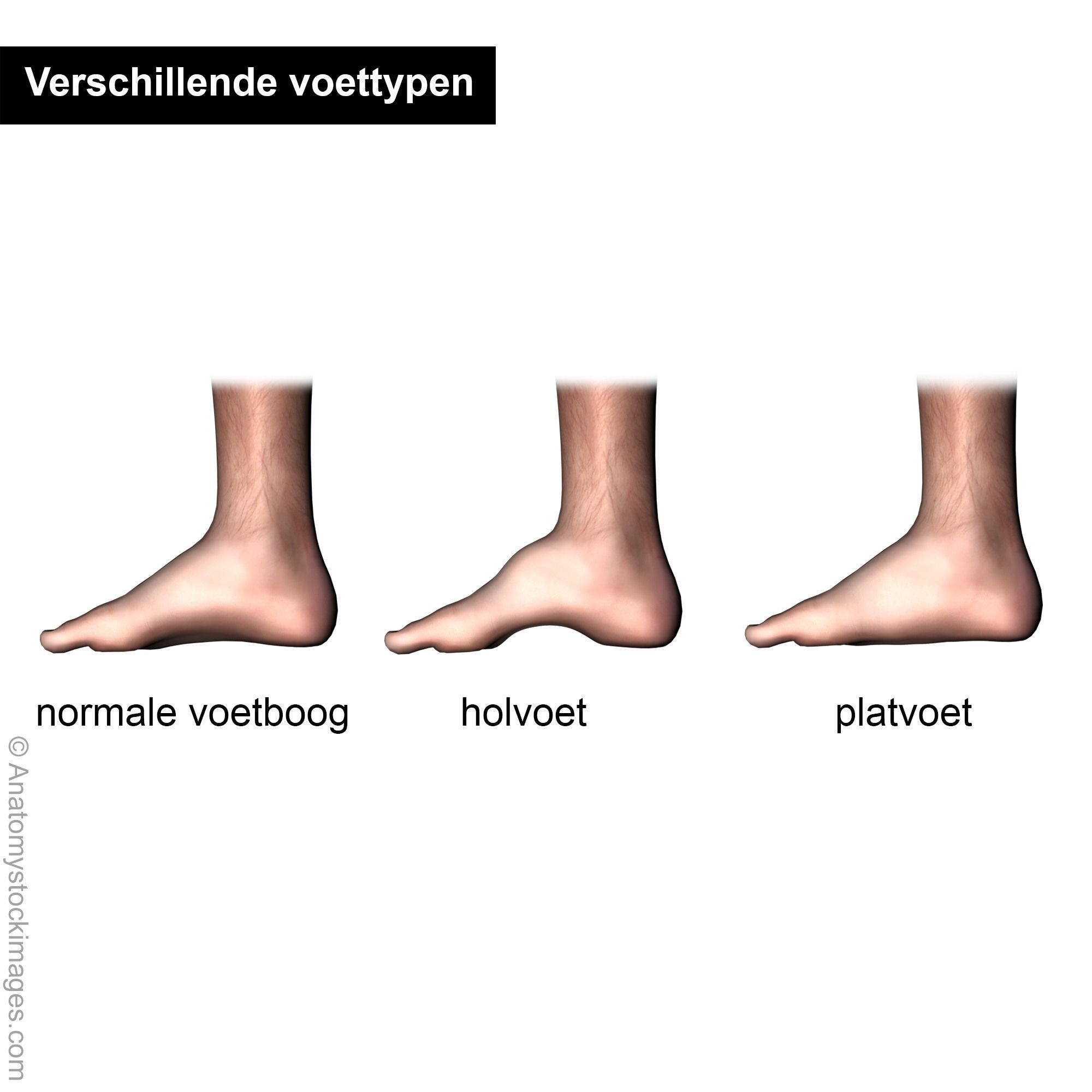 foot-arches