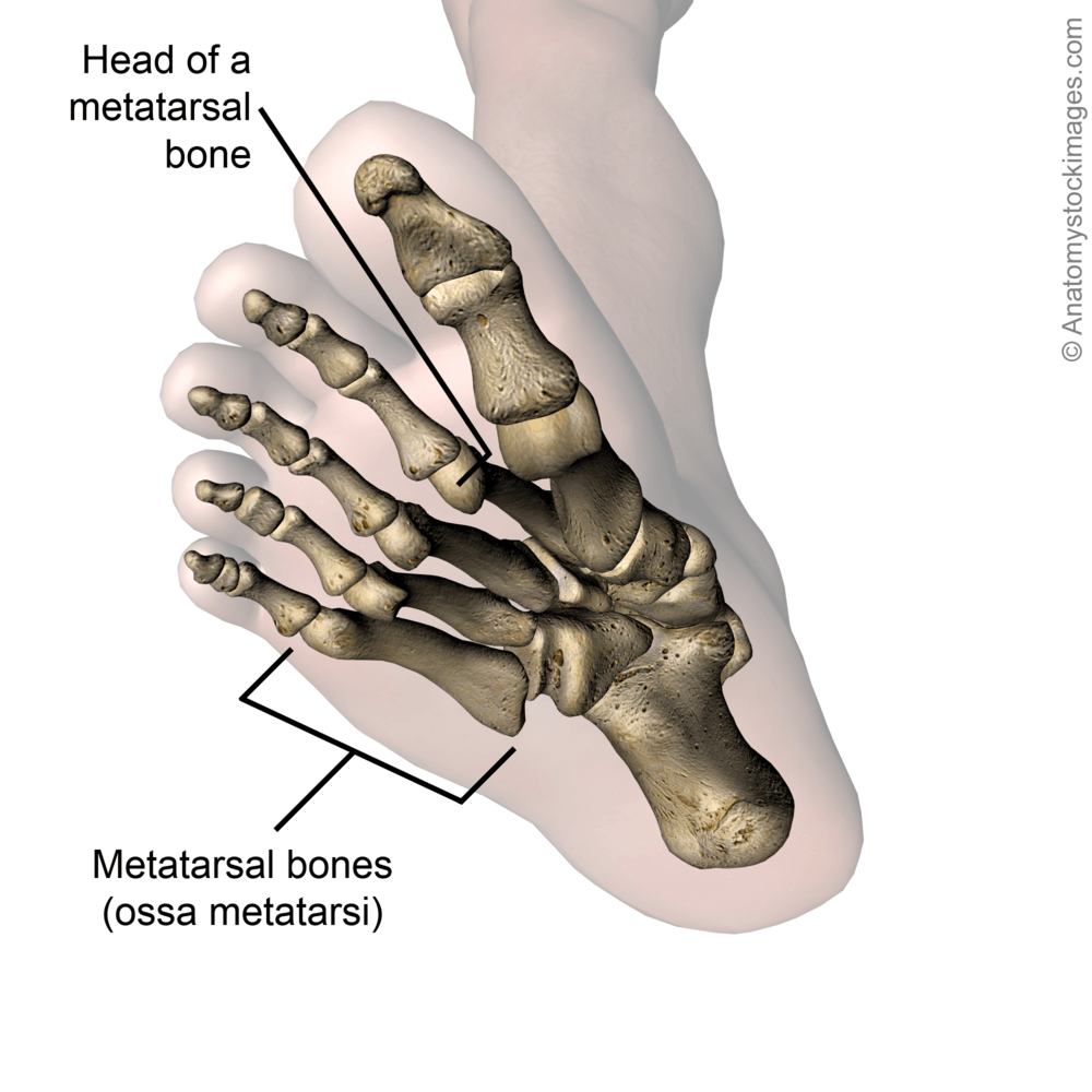 foot-metatarsal-bones-head-bone-toes-feet-bottom-skin-names