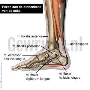 foot-tendons-medial