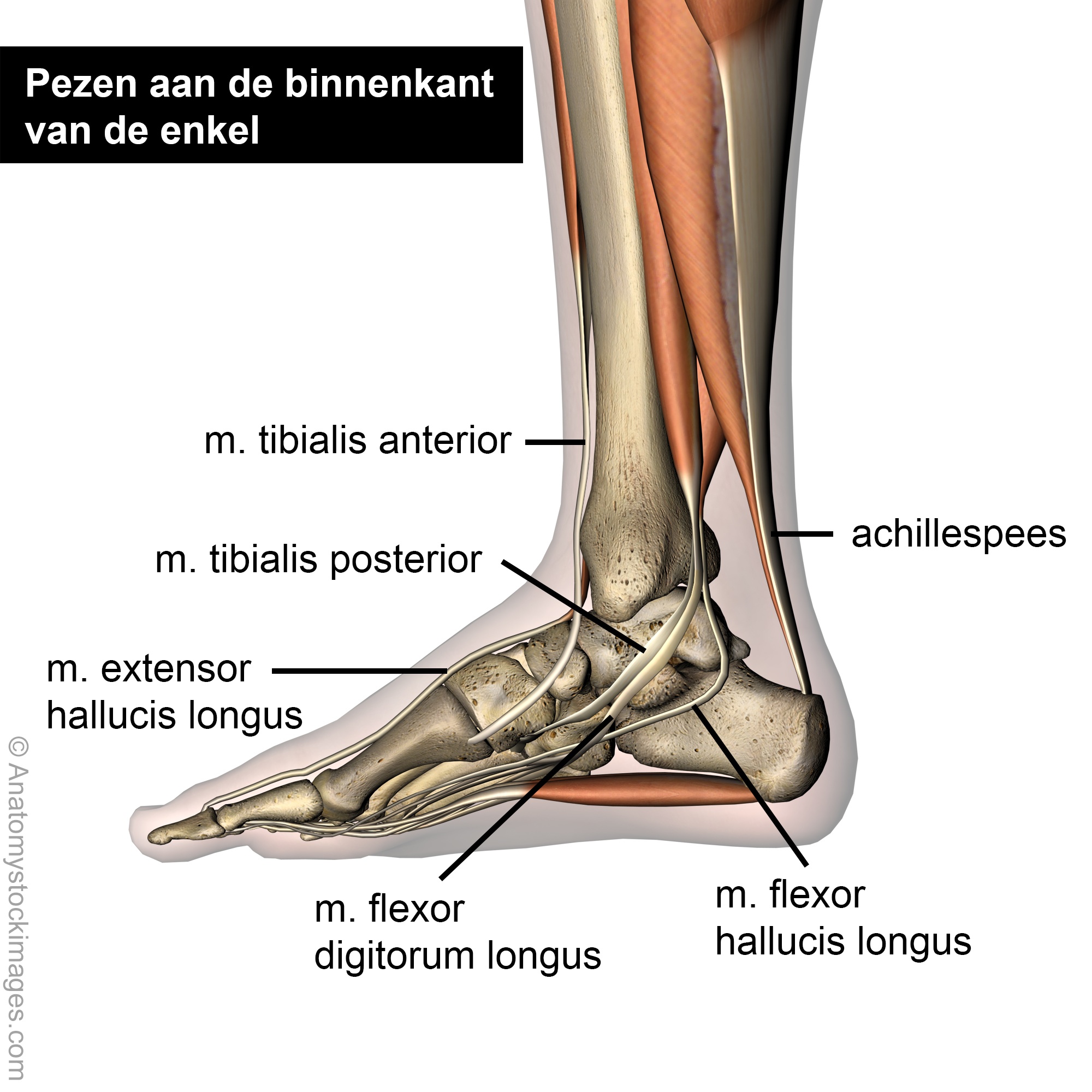 foot-tendons-medial