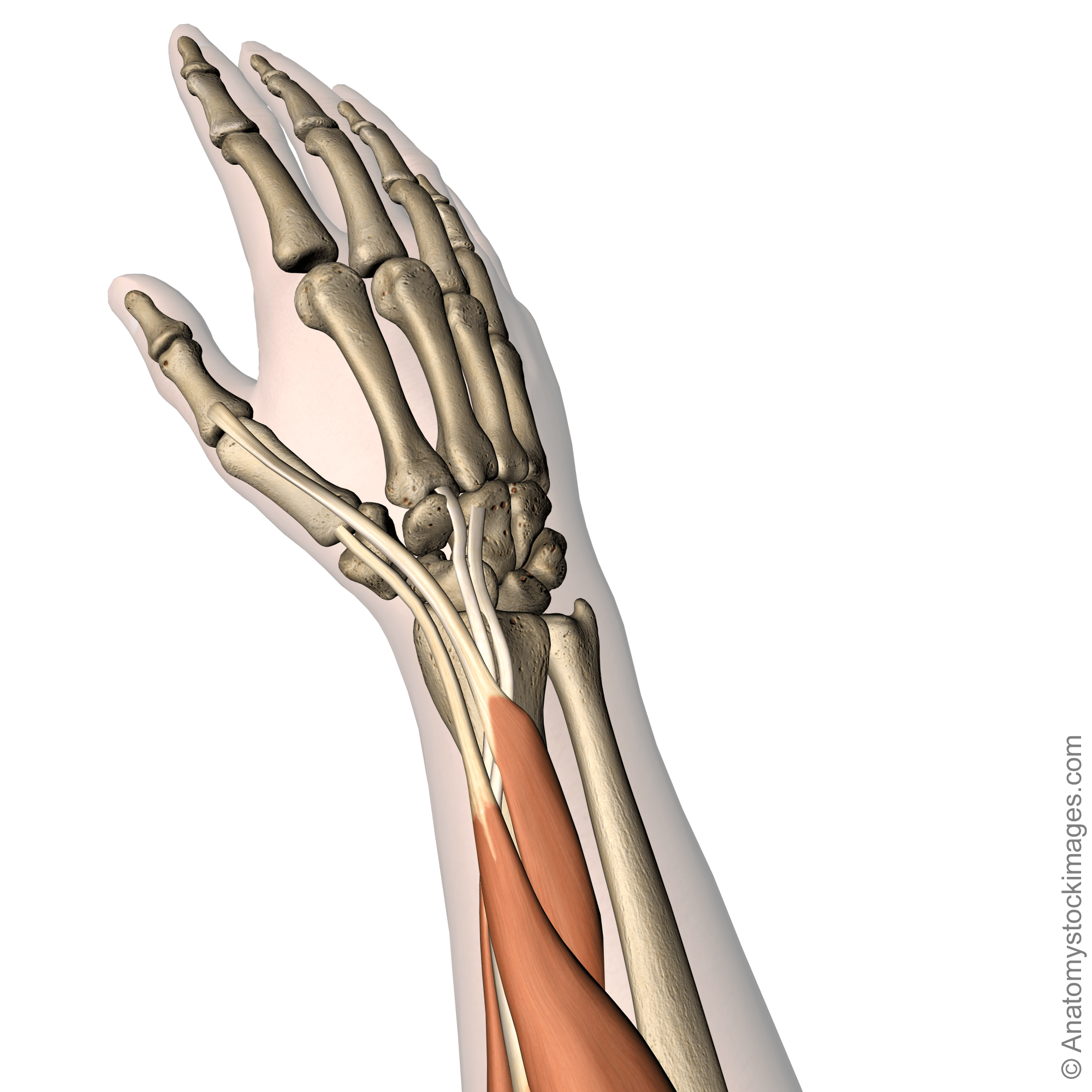 forearm-musculus-extensor-carpi-radialis-longus-brevis-abductor-pollicis-tendon-tendons-muscle-back-skin