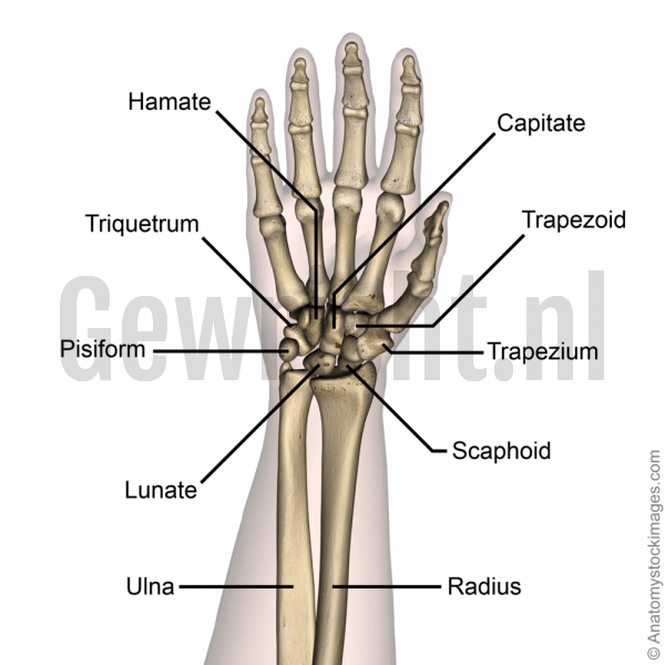 forearm-wrist-carpal-bones-hamate-triquetrum-pisiform-lunate-scaphoid-trapezium-trapezoid-capitate-front-skin-names