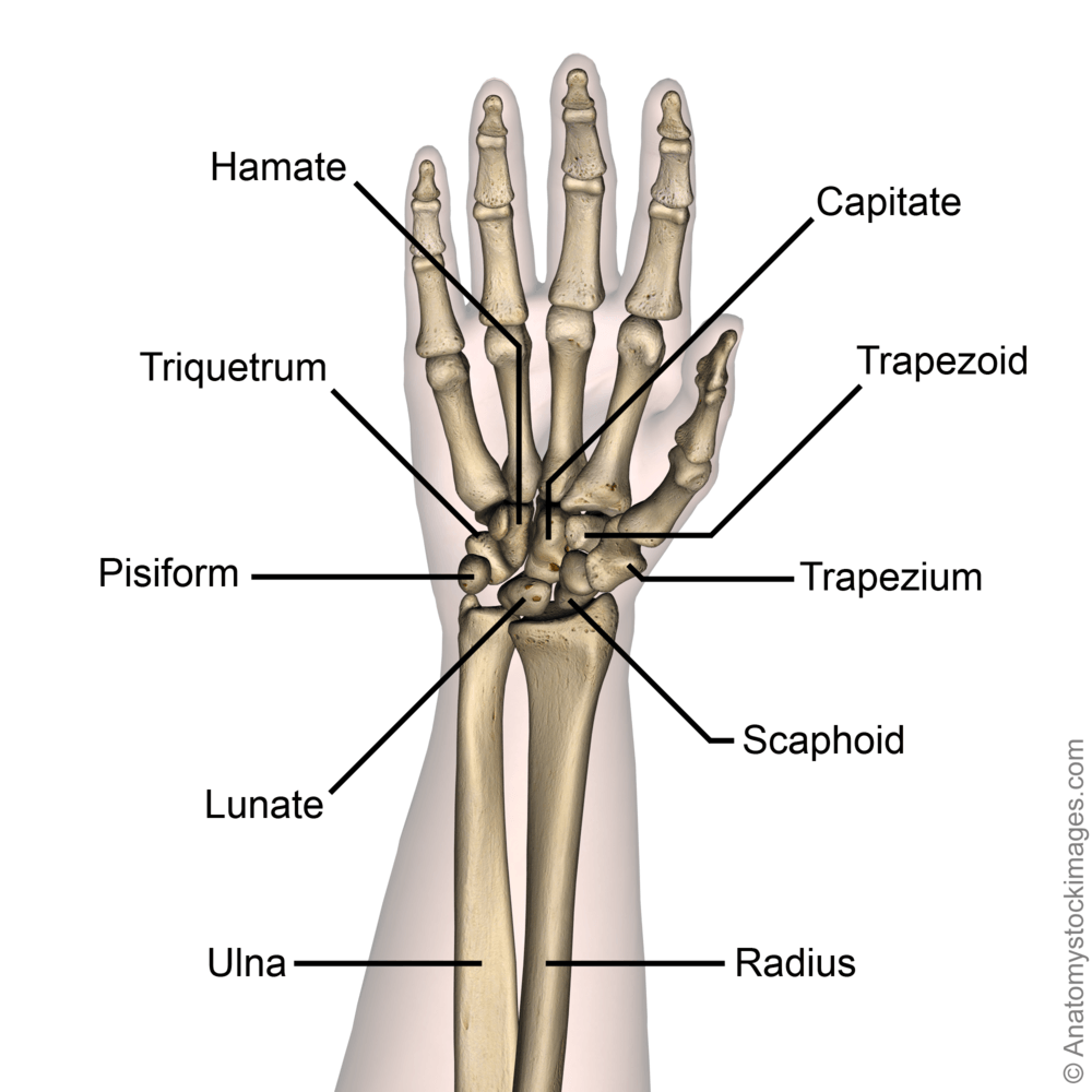 forearm-wrist-carpal-bones-hamate-triquetrum-pisiform-lunate-scaphoid-trapezium-trapezoid-capitate-front-skin-names