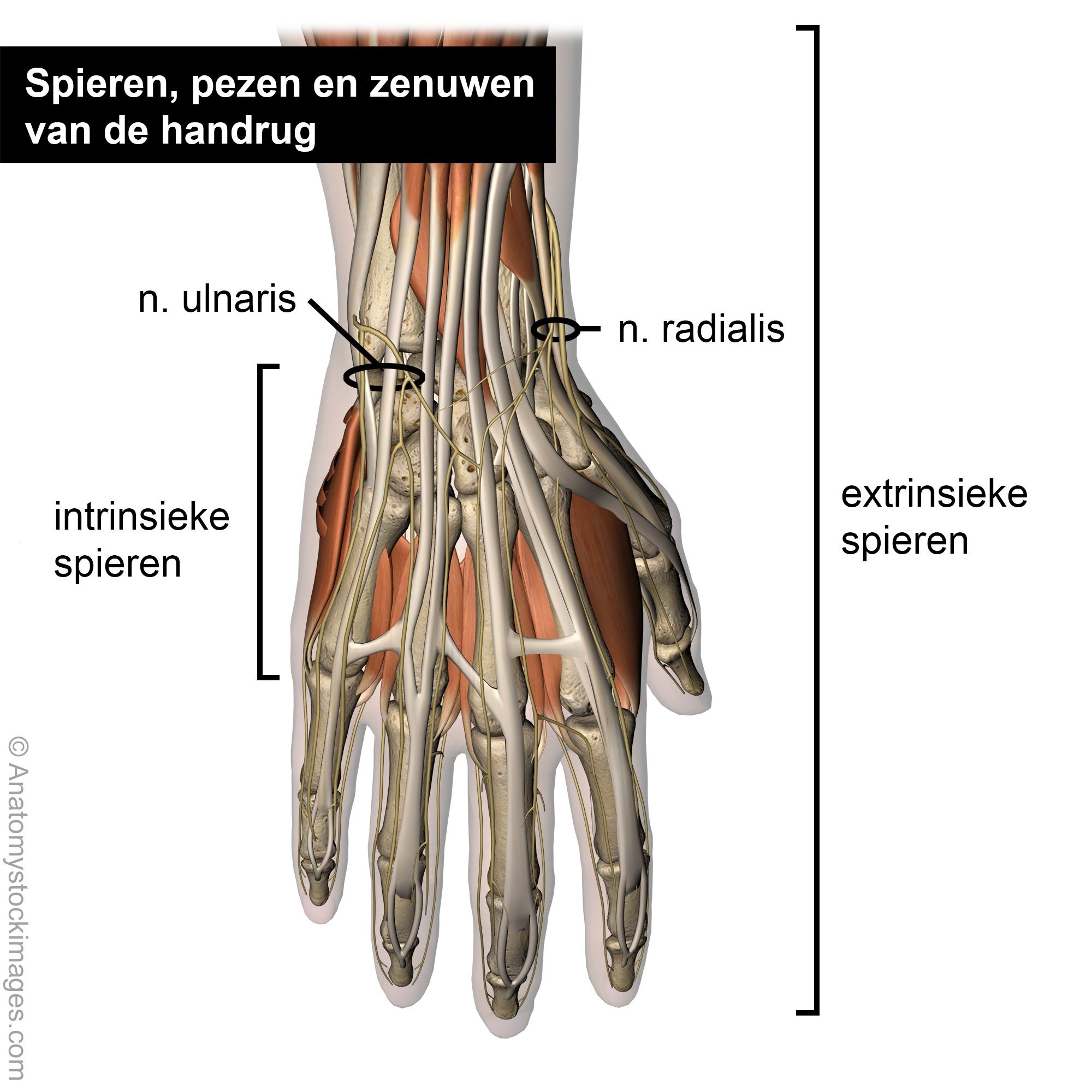 hand-muscles-tendons-nerves-dorsal