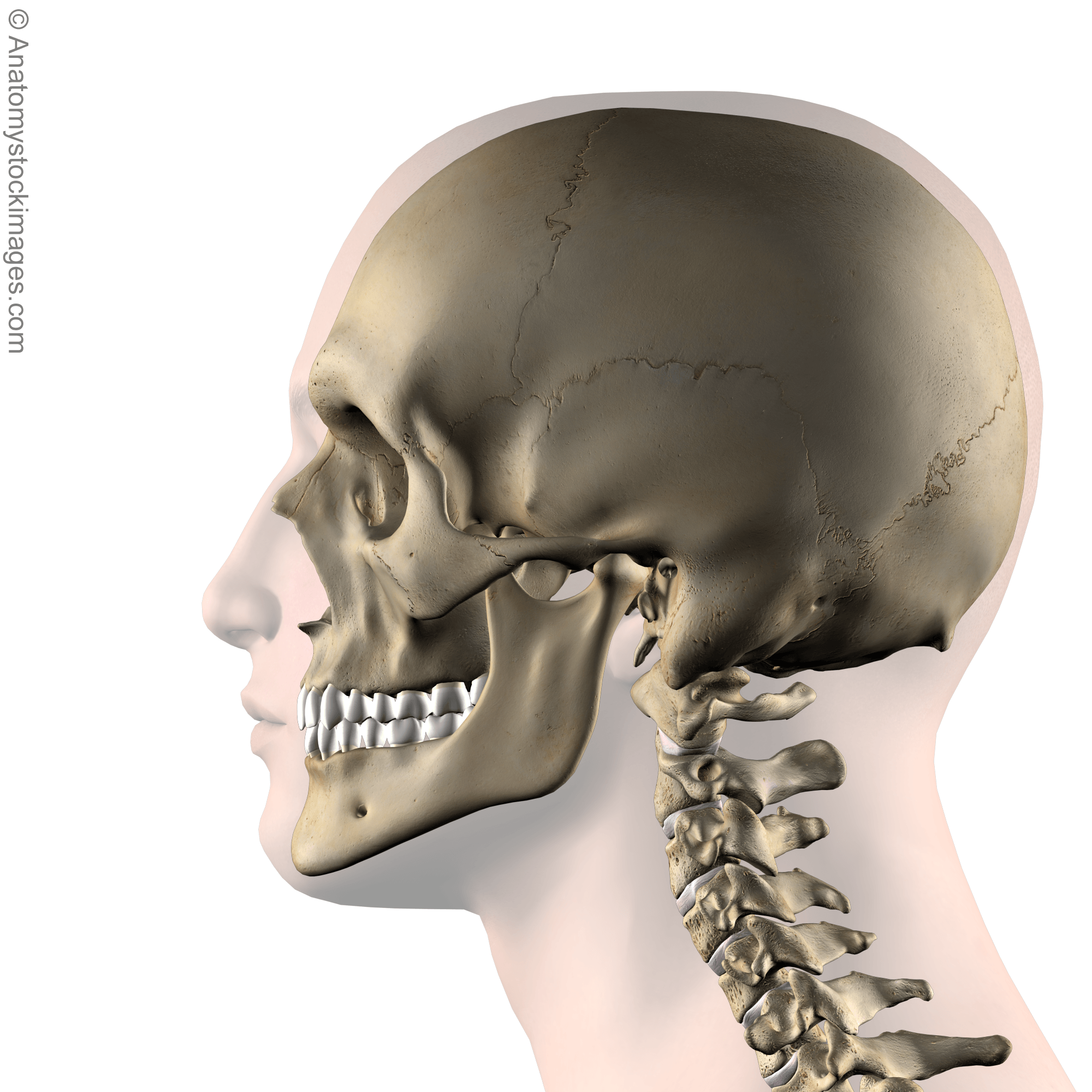 head-skull-jaw-side-skin