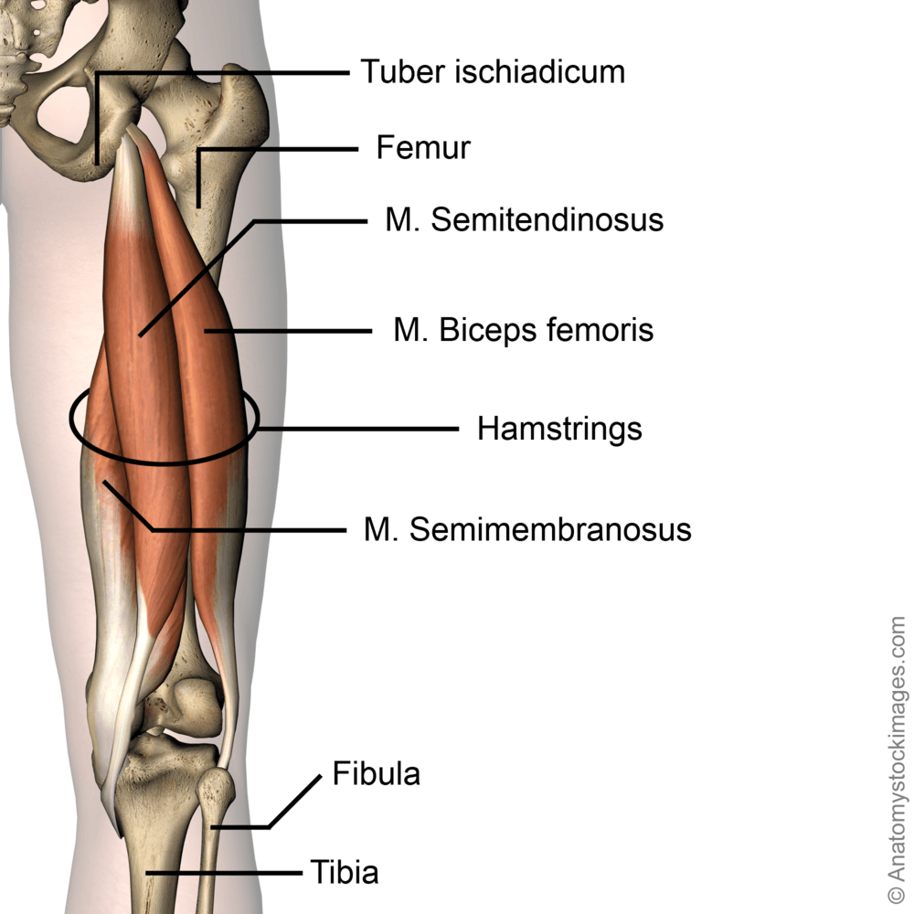 hip-hamstring-hamstrings-semi-membranosis-biceps-femoris-semitendinosus-tuber-ischiadicum-back-skin-names