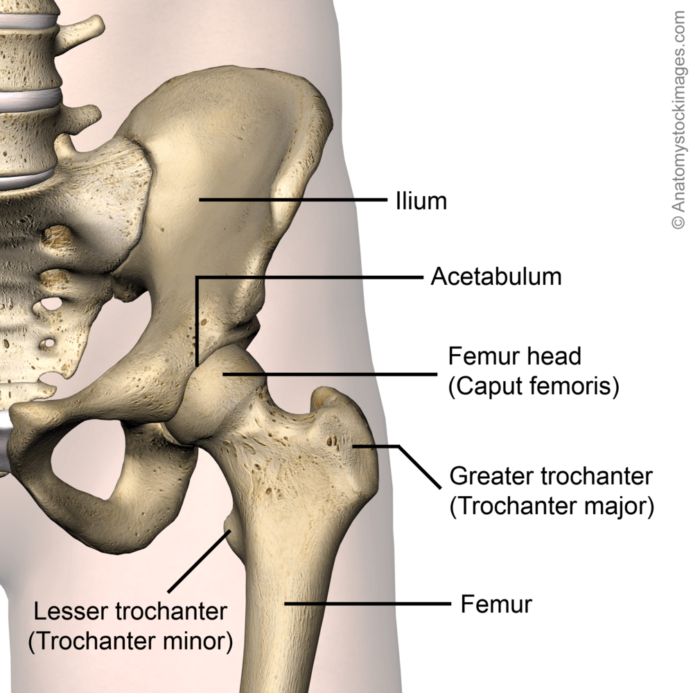 hip-joint-acetabulum-femur-head-caput-femoris-greater-trochanter-lesser-minor-major-ilum-front-skin-names