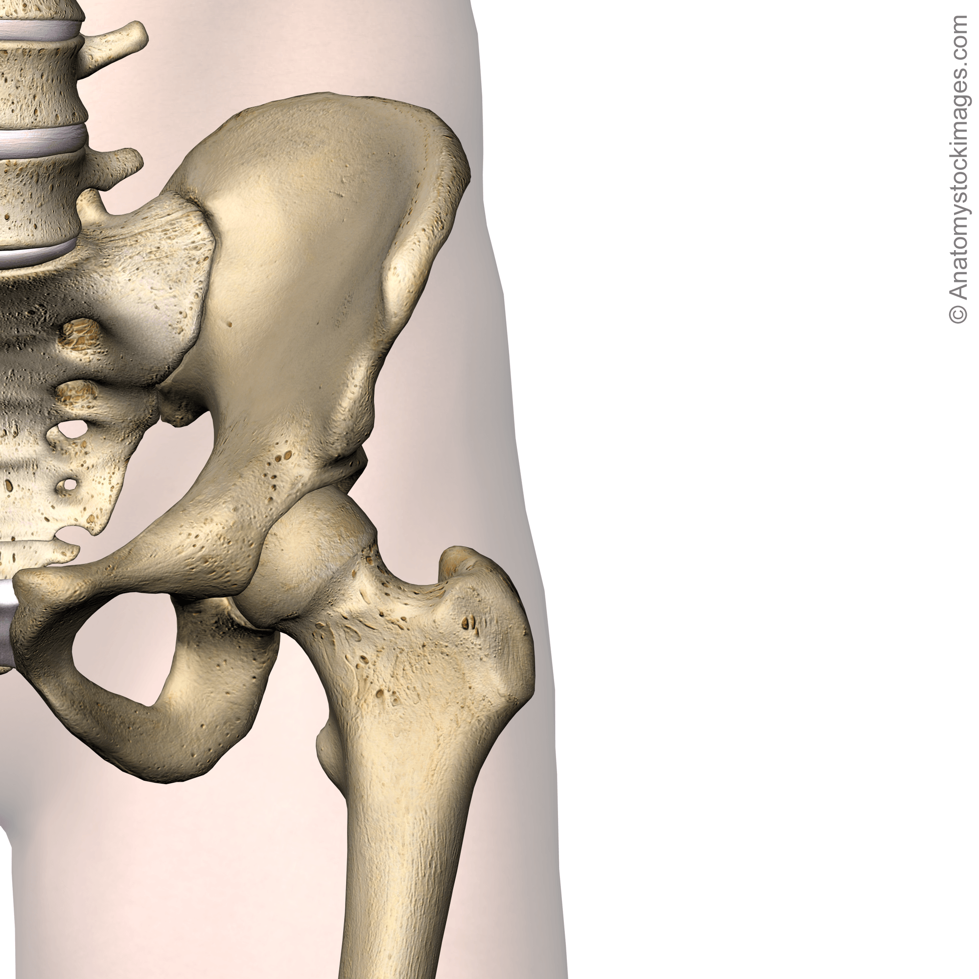 hip-joint-acetabulum-femur-head-caput-femoris-greater-trochanter-lesser-minor-major-ilum-front-skin