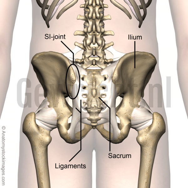 hip-pelvis-sacroiliaca-ligaments-si-joint-capsule-sacroiliac-ilium-sacrum-femur-back-skin-names