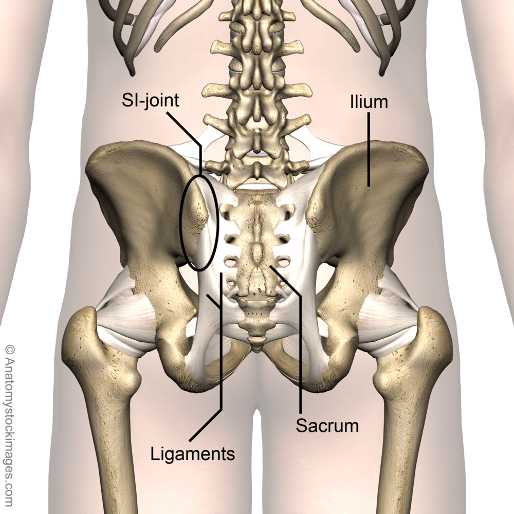 hip-pelvis-sacroiliaca-ligaments-si-joint-capsule-sacroiliac-ilium-sacrum-femur-back-skin-names