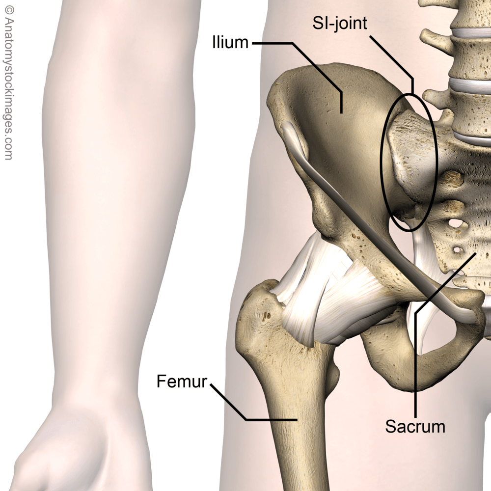 hip-si-joint-sacroiliac-ilium-sacrum-femur-front-skin-names