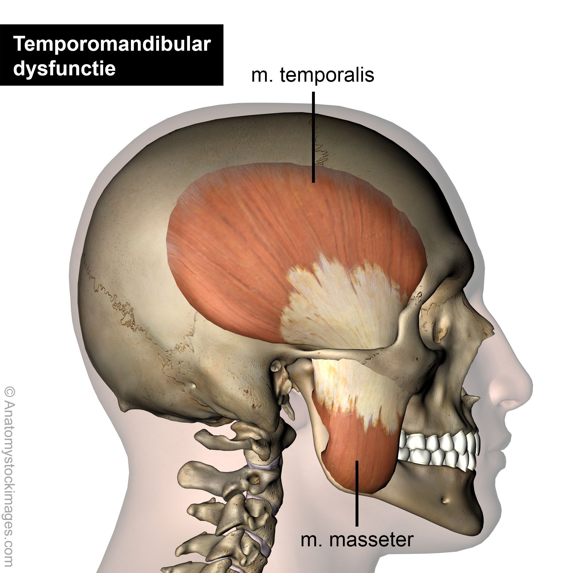 jaw_muscles0001