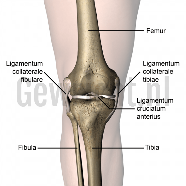 knee-articulatio-genus-anterior-cruciate-ligament-collateral-skin-names