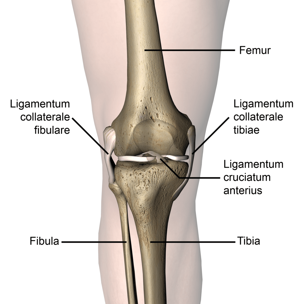 knee-articulatio-genus-anterior-cruciate-ligament-collateral-skin-names