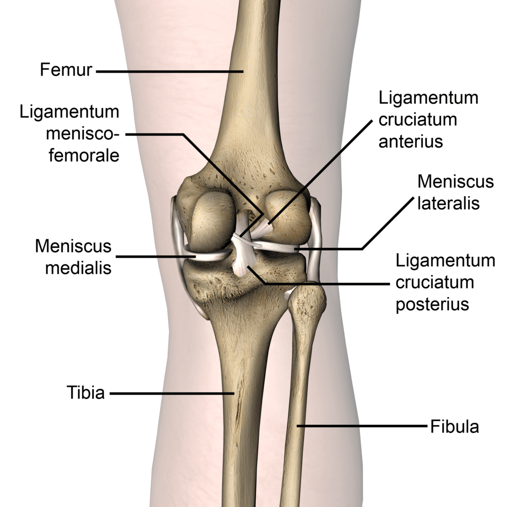 knee-articulatio-genus-ligamentum-menisco-femorale-medial-lateral-meniscus-ligamentum-cruciatum-posterius-anterius-dorsal-skin-names