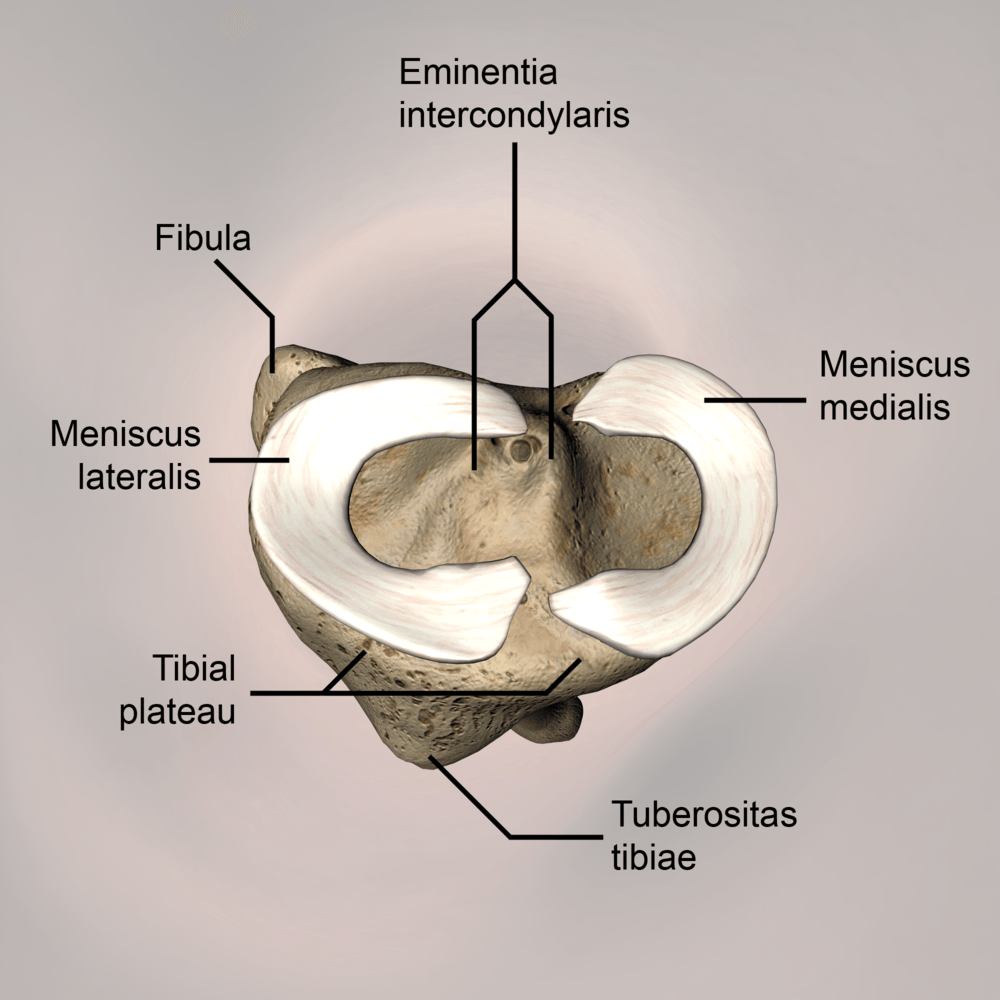 knee-articulatio-genus-meniscus-lateralis-medialis-eminentia-intercondylaris-tuberositas-tibiae-tibial-plateau-proximal-skin-names