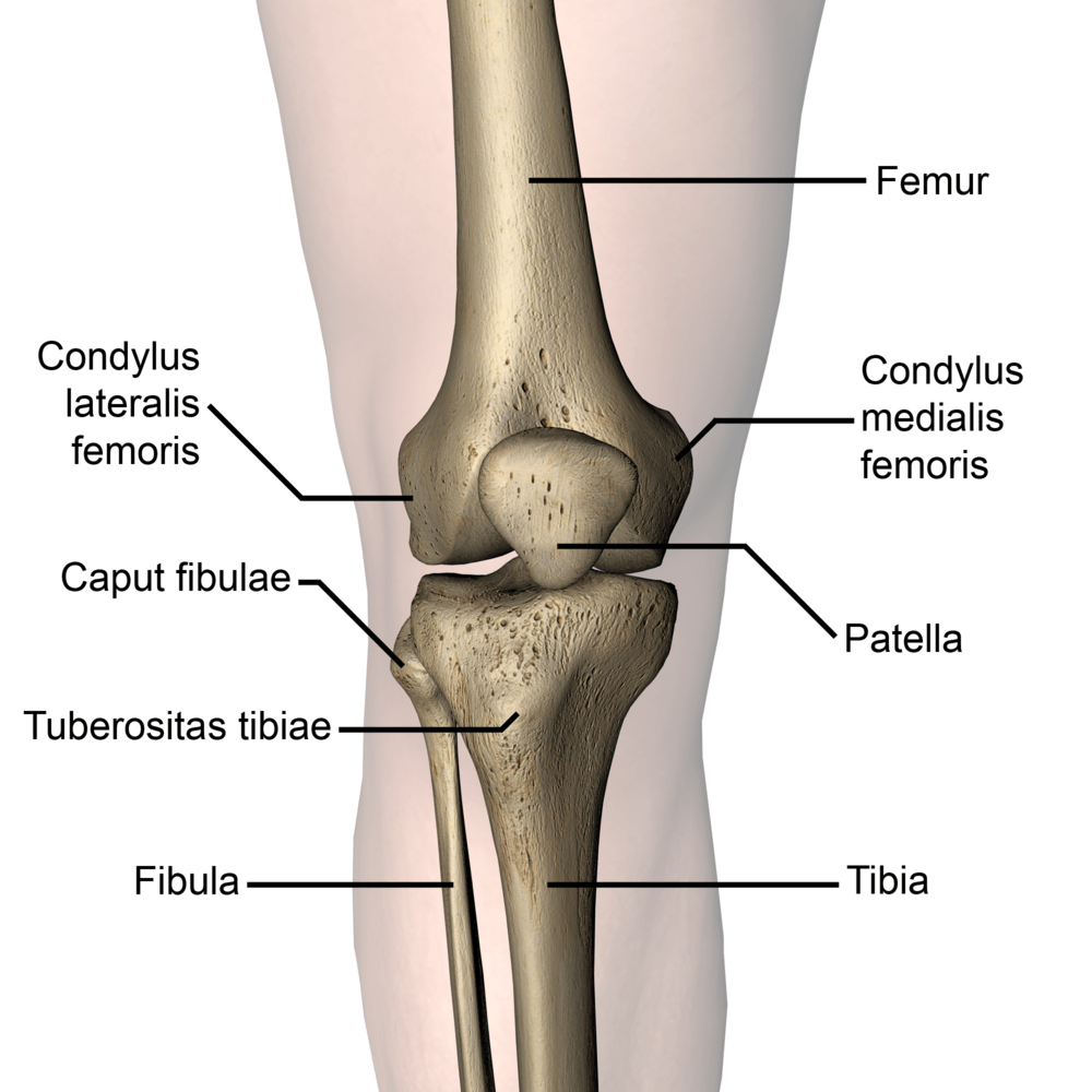 knee-articulatio-genus-patella-front-skin-names