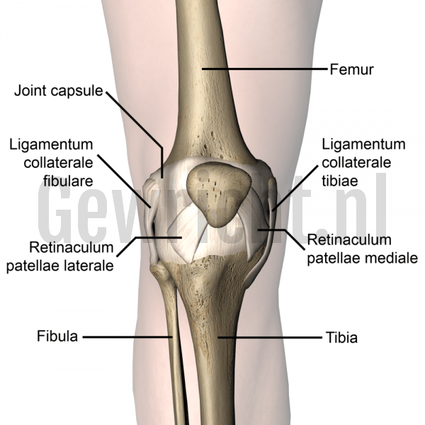 knee-articulatio-genus-retinaculum-patellae-laterale-mediale-joint-capsule-skin-names