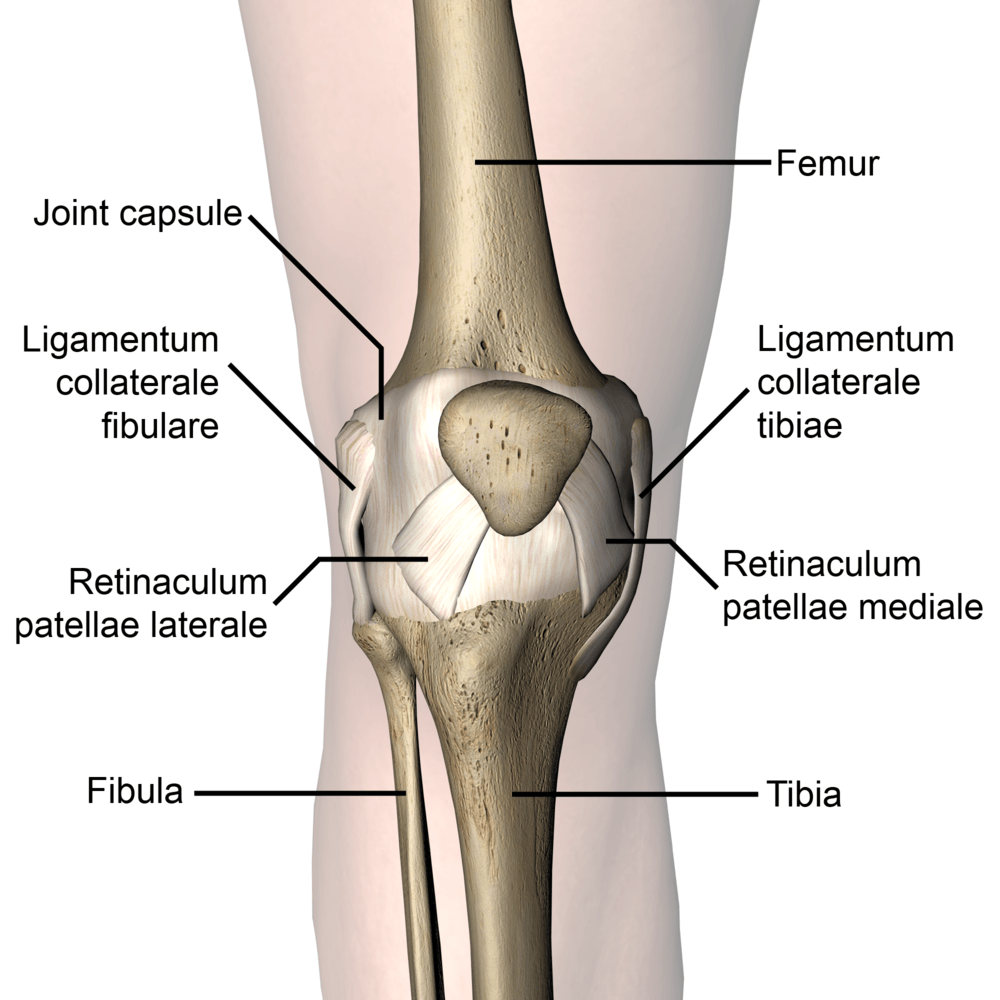 knee-articulatio-genus-retinaculum-patellae-laterale-mediale-joint-capsule-skin-names