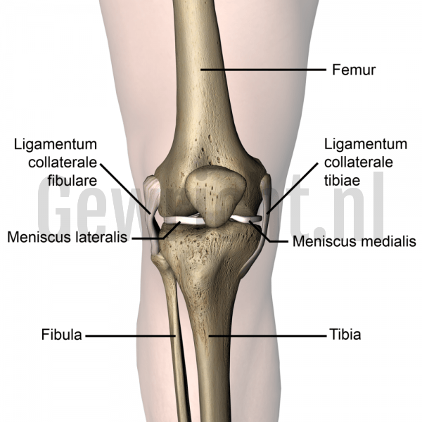 knee-articulatio-genus-tibial-fibular-collateral-ligament-front-skin-names