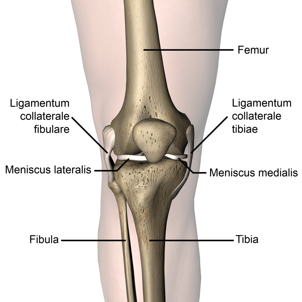 knee-articulatio-genus-tibial-fibular-collateral-ligament-front-skin-names