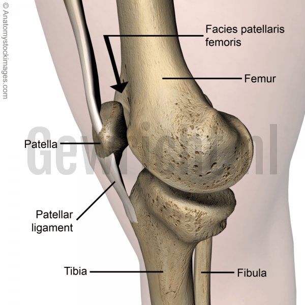 knee-facies-patellaris-femoris-trochlea-patellar-ligament-patella-side-skin-names