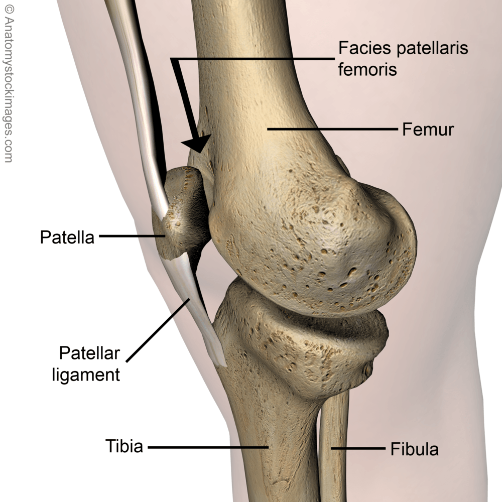 knee-facies-patellaris-femoris-trochlea-patellar-ligament-patella-side-skin-names
