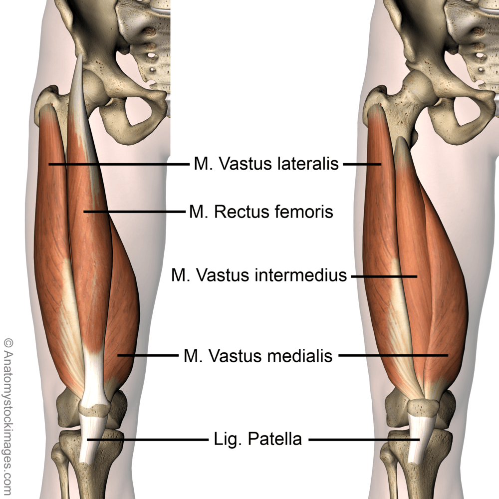 knee-muscles-musculus-quadriceps-femoris-vastus-lateralis-medialis-intermedius-rectus-femoris-ligamentum-patella-skin-names