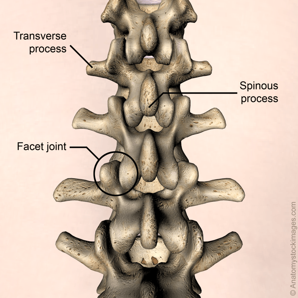 lower-back-facet-joint-transverse-processes-spinous-process-back-skin-names