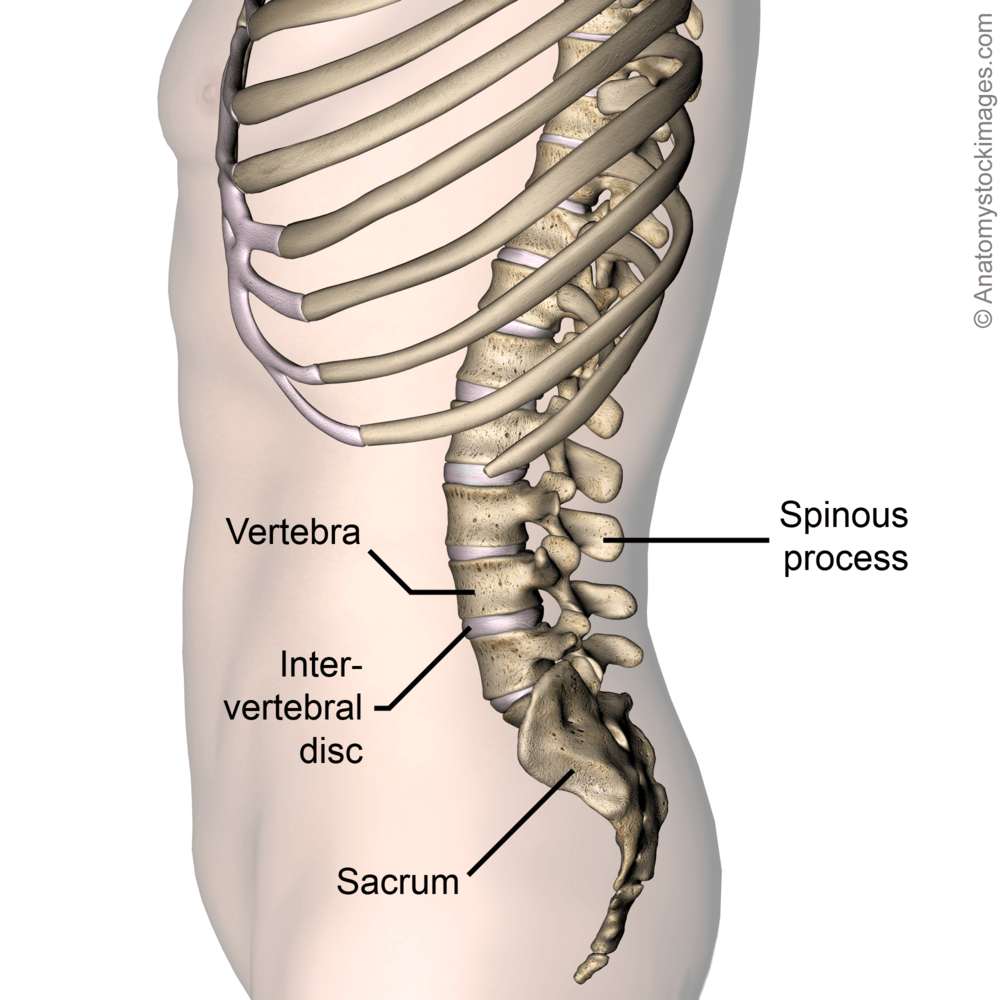 lower-back-vertebra-intervertebral-disc-sacrum-spinous-porcess-side-skin-names