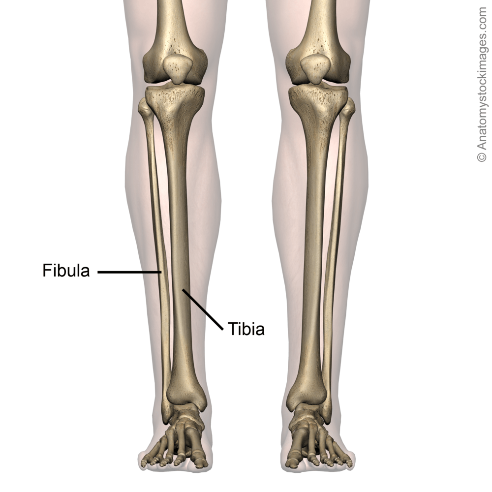 lowerleg-bones-tibia-fibula-front-skin-names