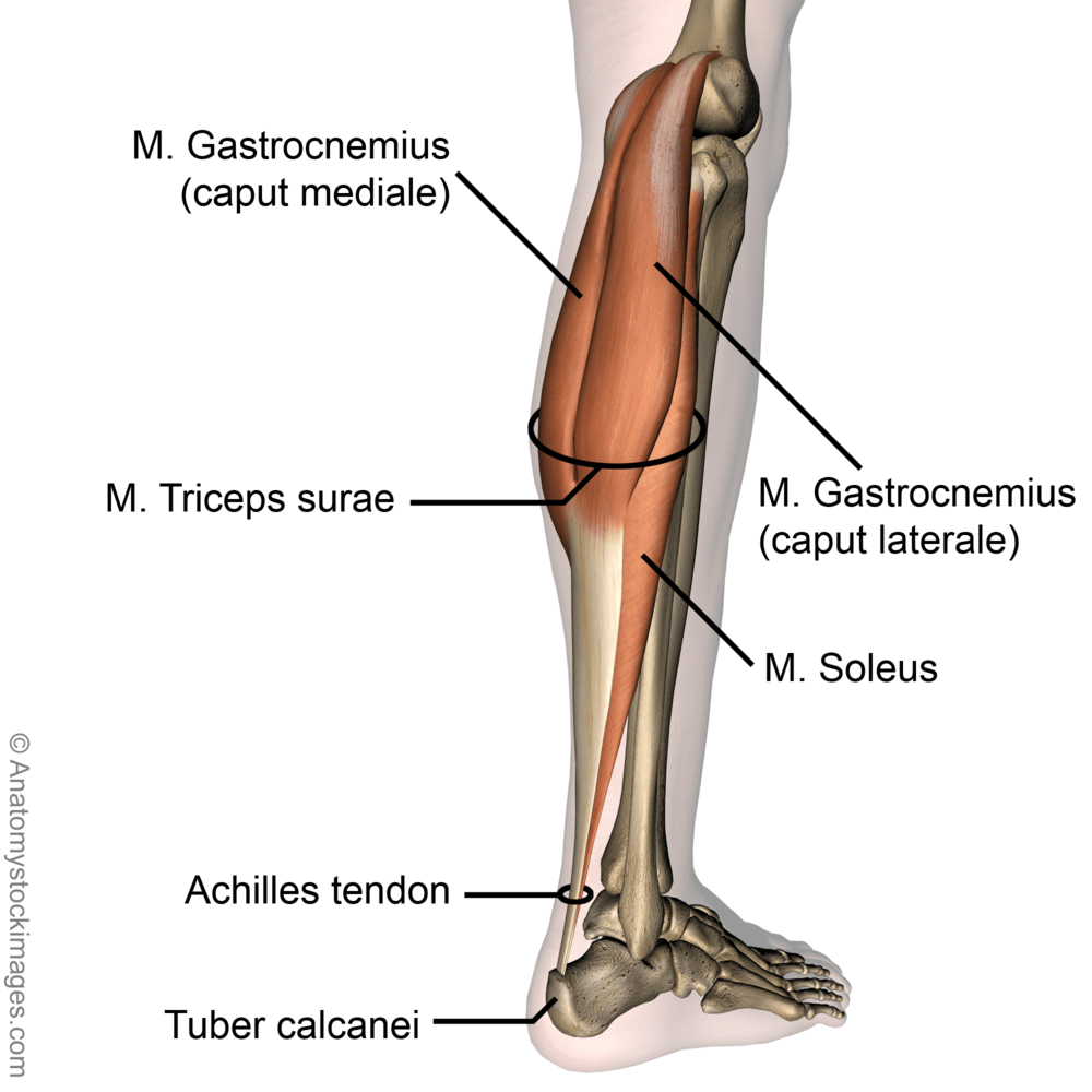 lowerleg-musculus-triceps-surae-achilles-tendon-calf-muscle-gastrocnemius-mediale-laterale-soleus-tuber-calcanei-side-skin-names
