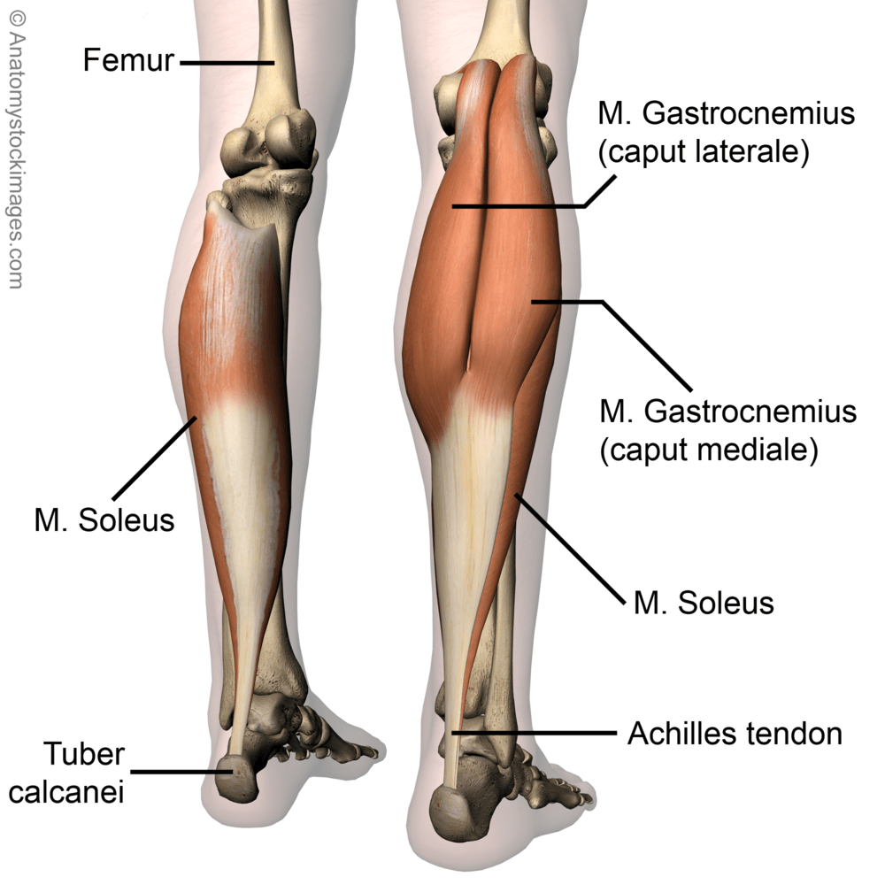 lowerleg-musculus-triceps-surae-calf-muscle-gastrocnemius-mediale-laterale-soleus-achilles-tendon-tuber-calcanei-back-skin-names