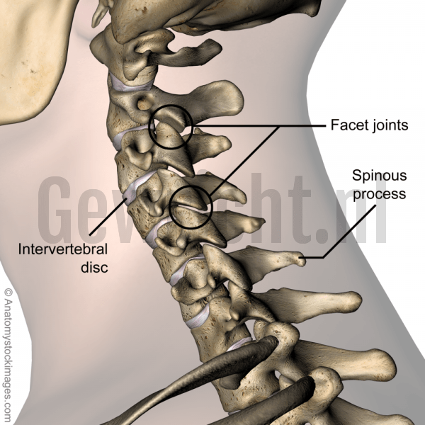 neck-intervertebral-disc-discus-intervertebralis-spinous-process-facet-joint-joints-processus-spinosus-cervical-spine-side-skin-names