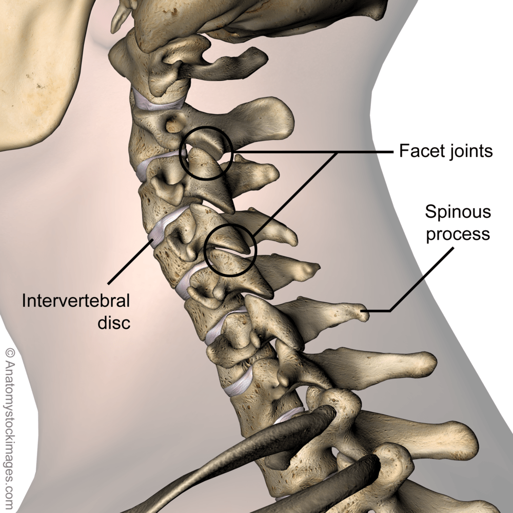 neck-intervertebral-disc-discus-intervertebralis-spinous-process-facet-joint-joints-processus-spinosus-cervical-spine-side-skin-names